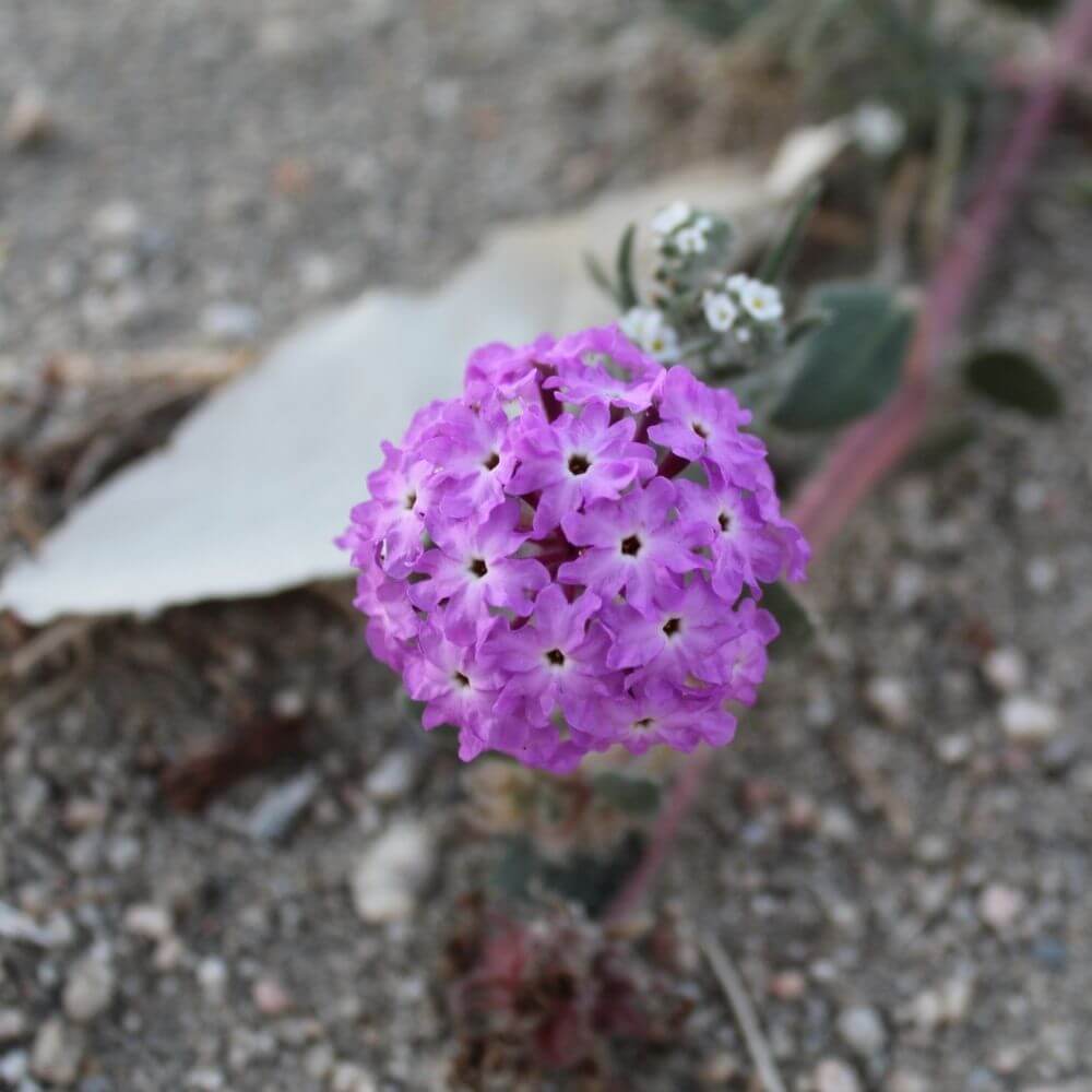 purple sand verbena cluster