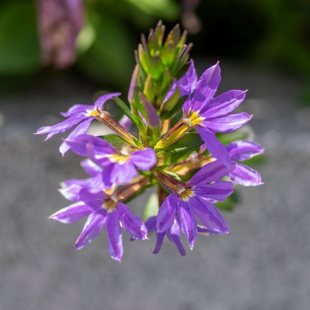 Scaevola or Fan Flower Spikes