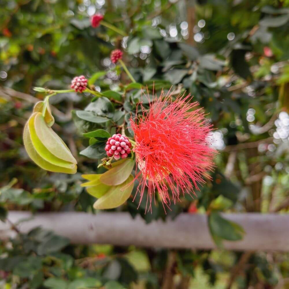Tropical Shaving Brush Tree Flowers