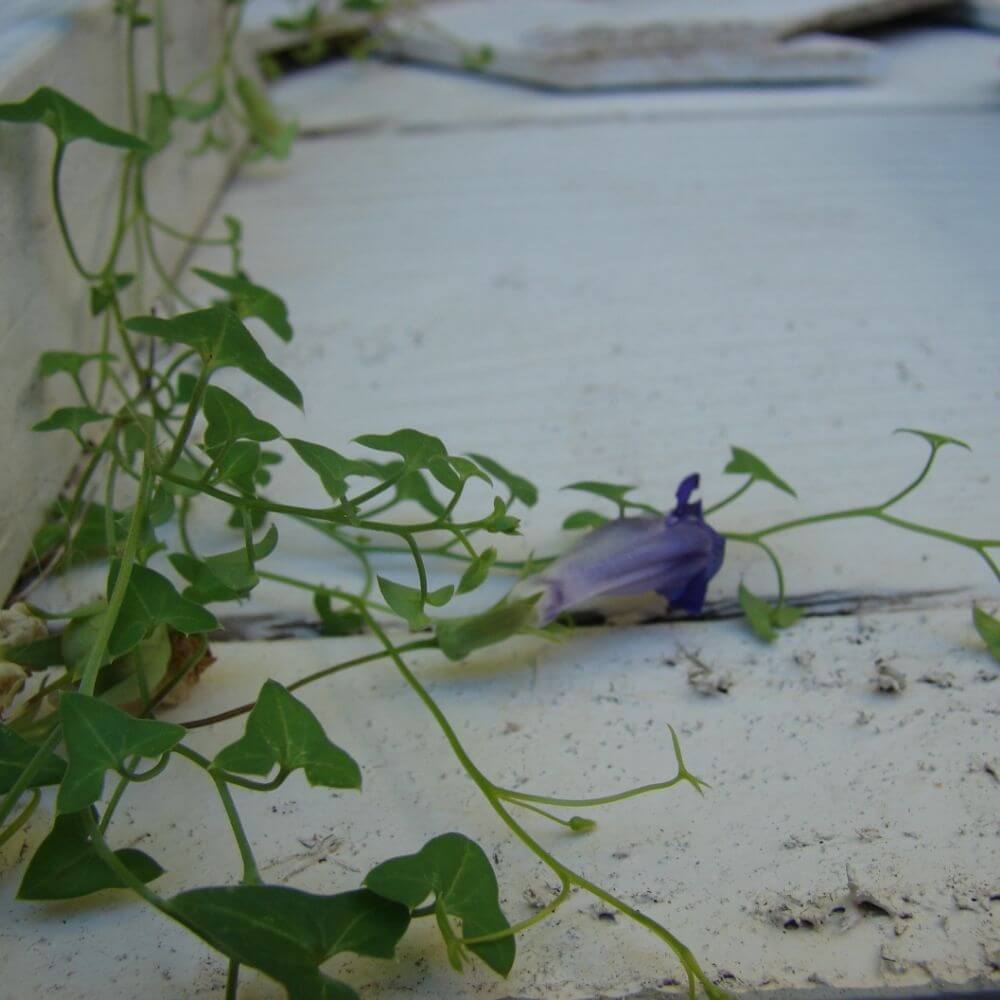 Snapdragon Vine (Maurandya antirrhiniflora)