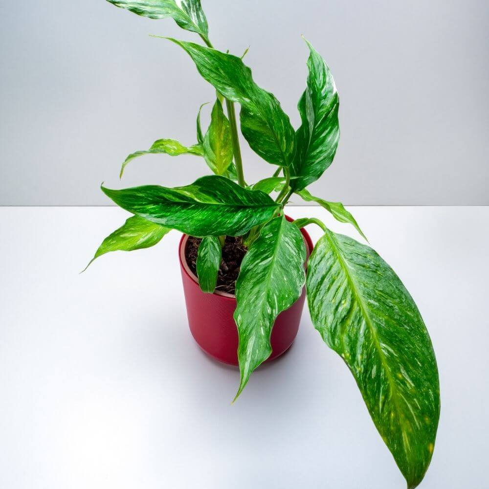 Spathiphyllum Domino Green Leaves