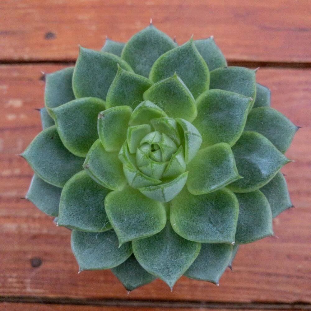 Symmetrical Green Succulent