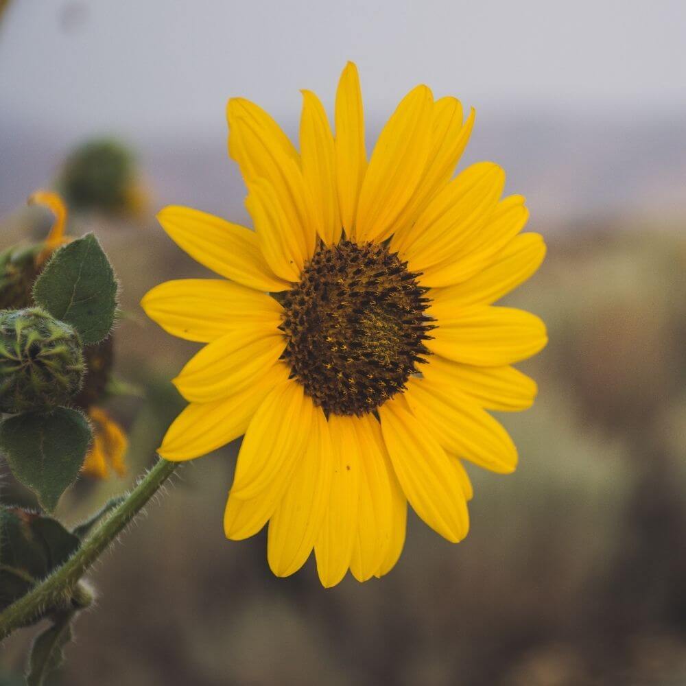 Close-up of a Sunflower