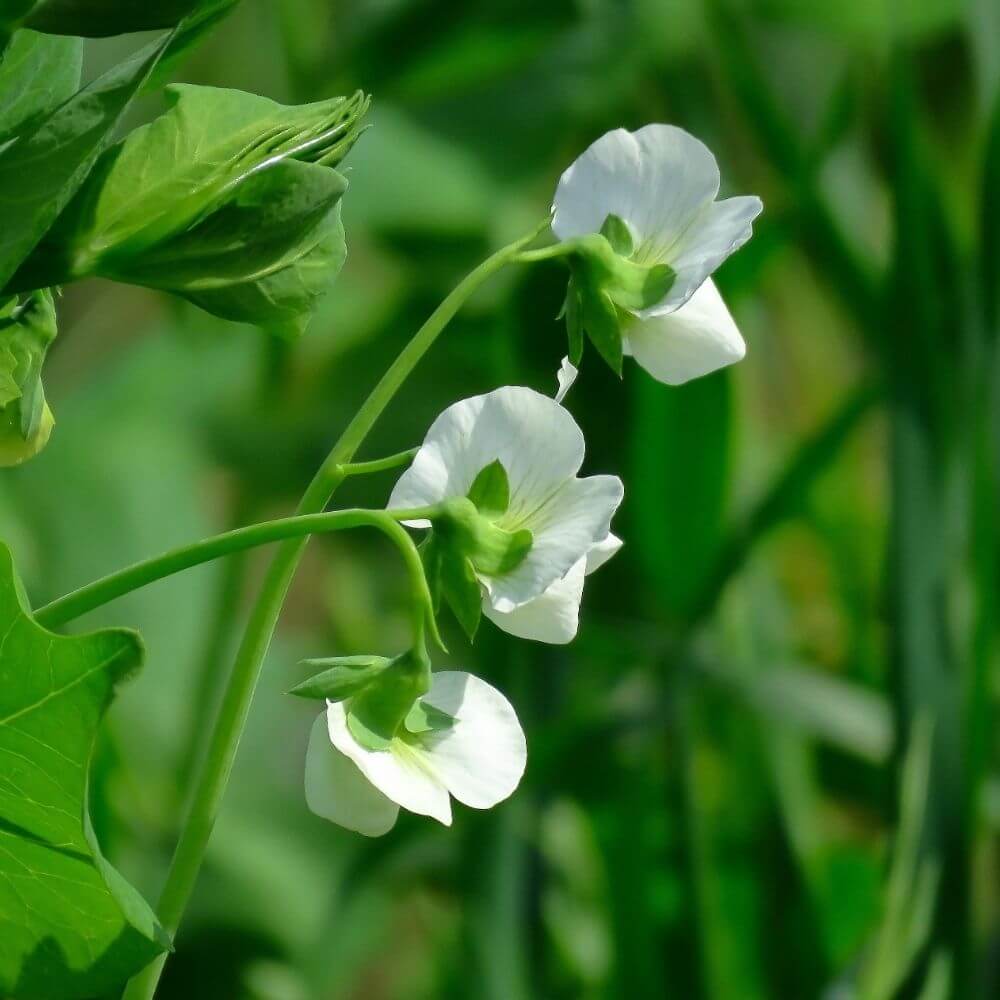 Sweet Peas