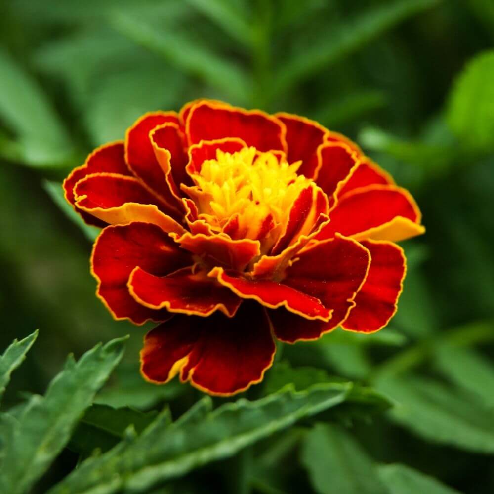 Close-up of Marigold Tagetes erecta