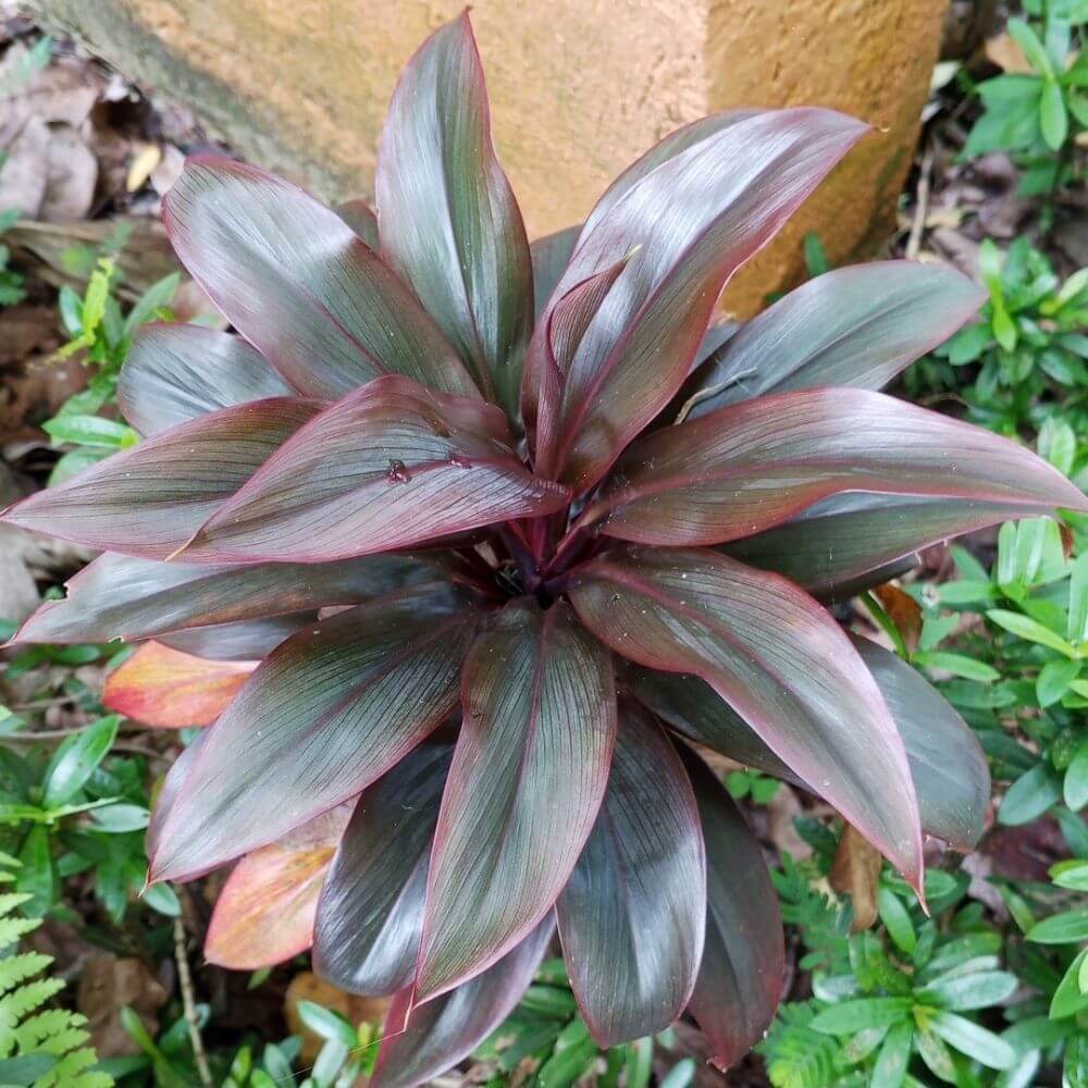 Close-up of Tropical Ti-Plant