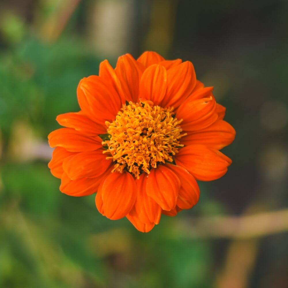 Tithonia Flower