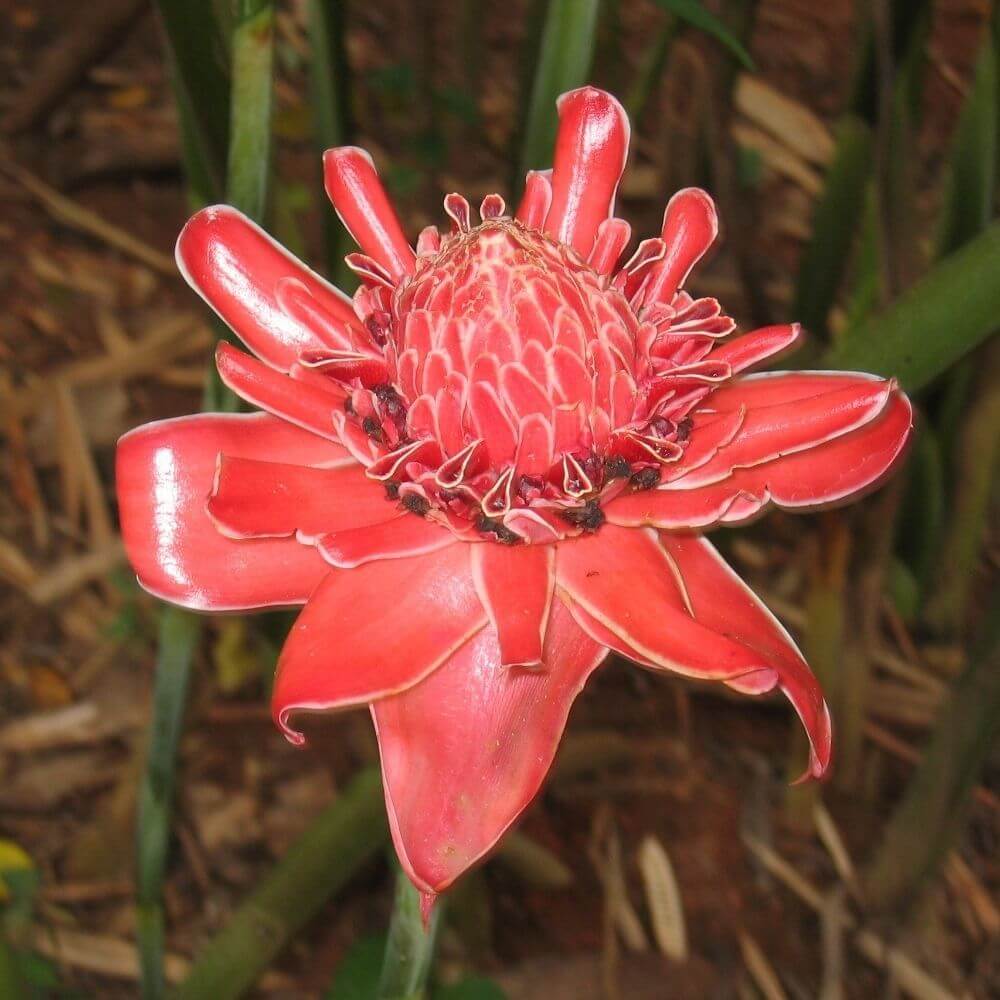 Tropical Torch Ginger
