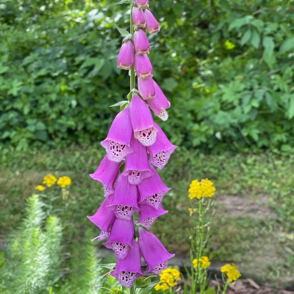 Poisonous Purple foxglove flowers