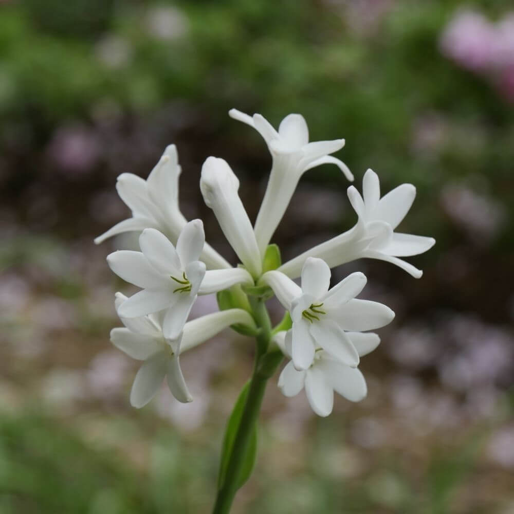 fragrant white tuberose blooms