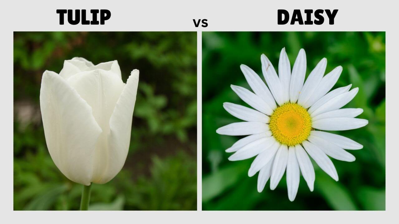 Tulip vs Daisy Close-up Comparison