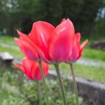 Close-up of 3 Red Tulipa Gesneriana