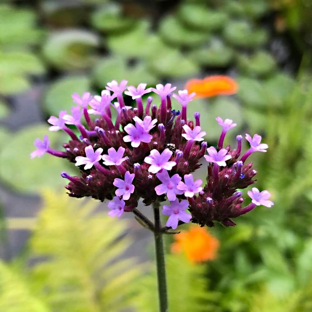 Verbena bonariensis flowers cluster
