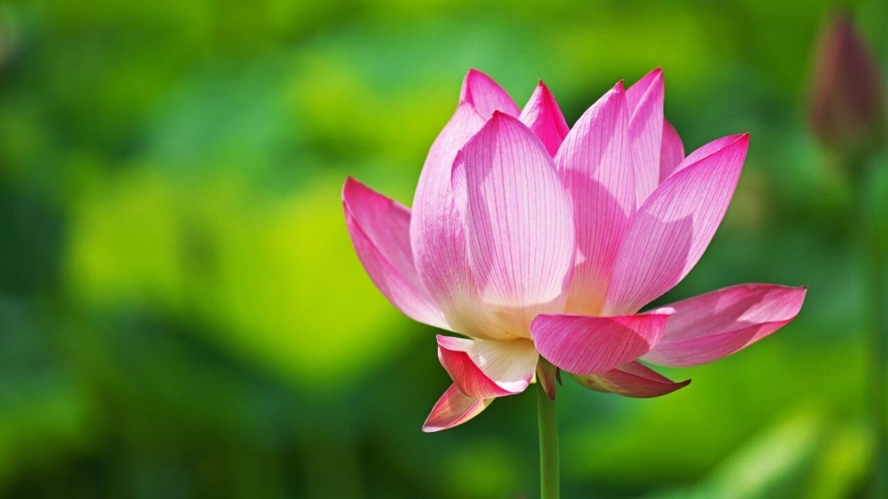 Vietnam National Flower