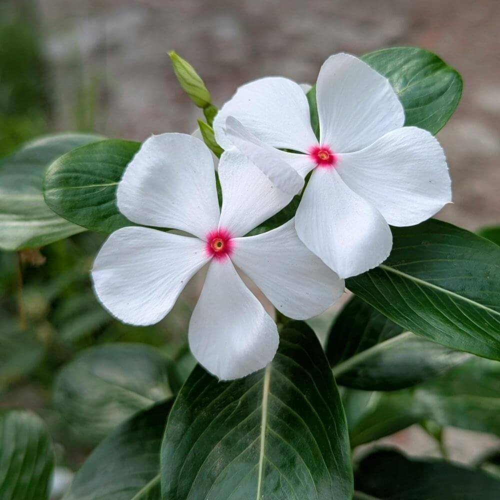Close-up of 2 White Vinca Flowers