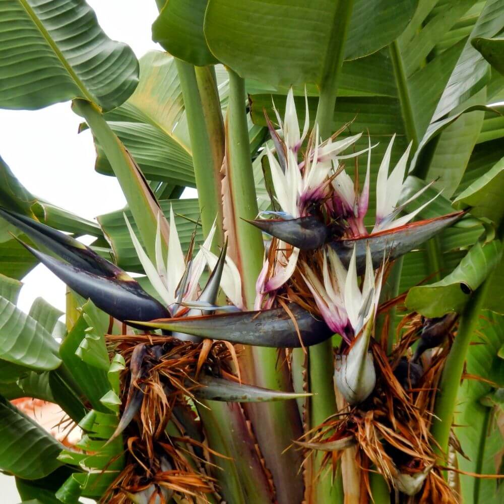 White Bird of Paradise