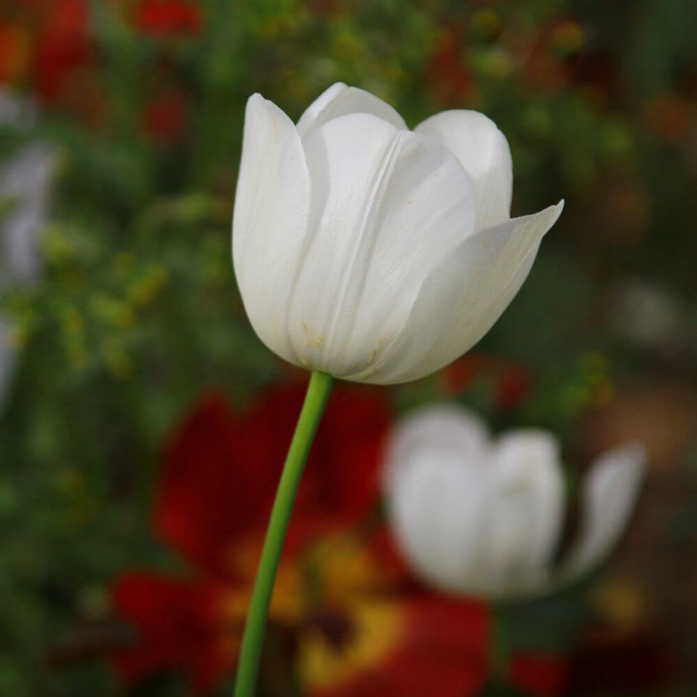 Close-up of White Tulip