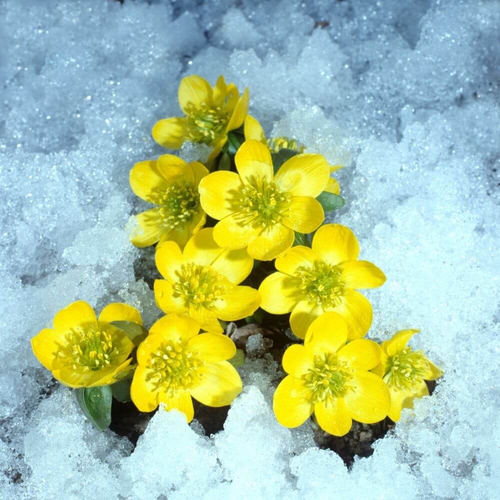Bright yellow winter aconite flowers close to snow ground
