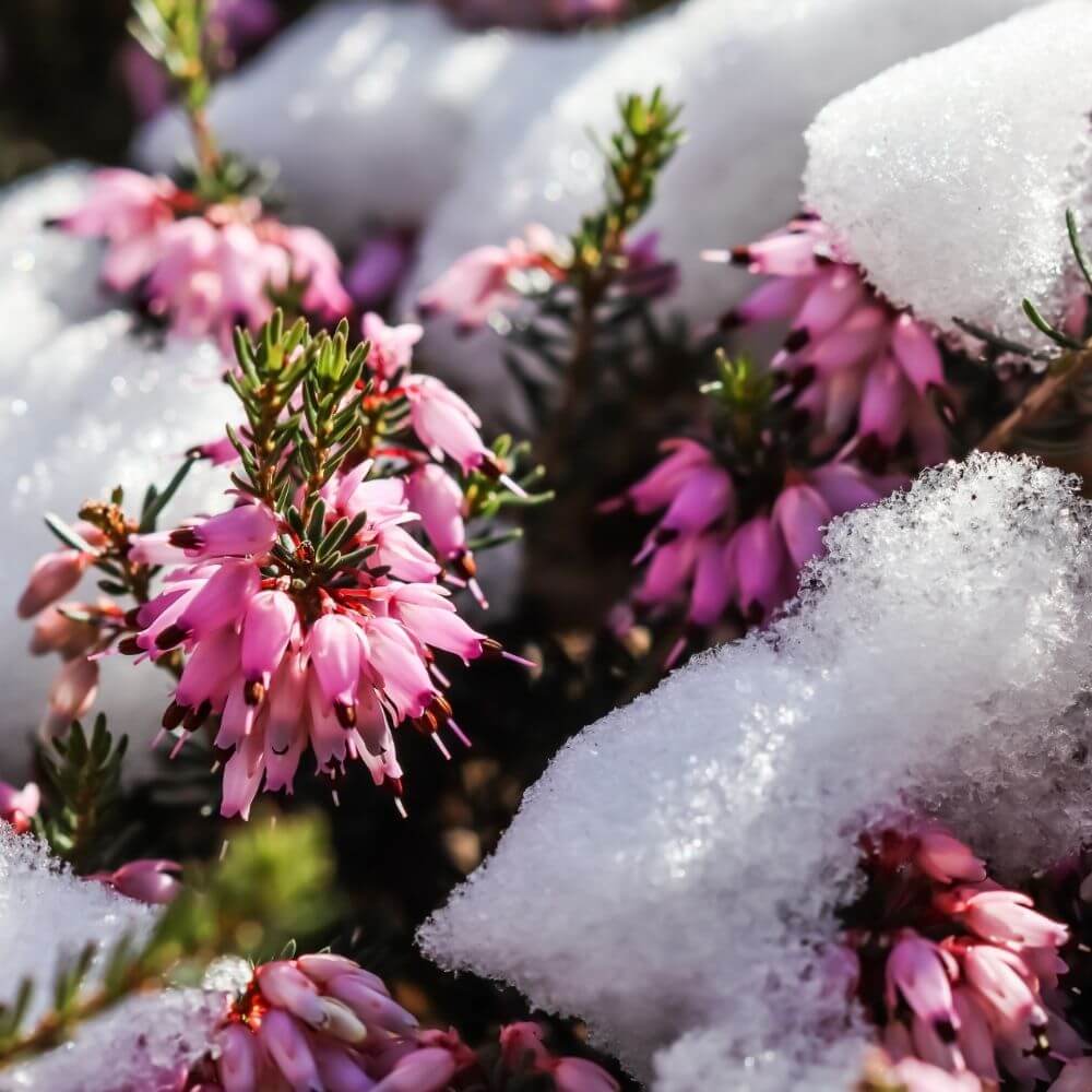 Dense bell-shaped pink heath flowers