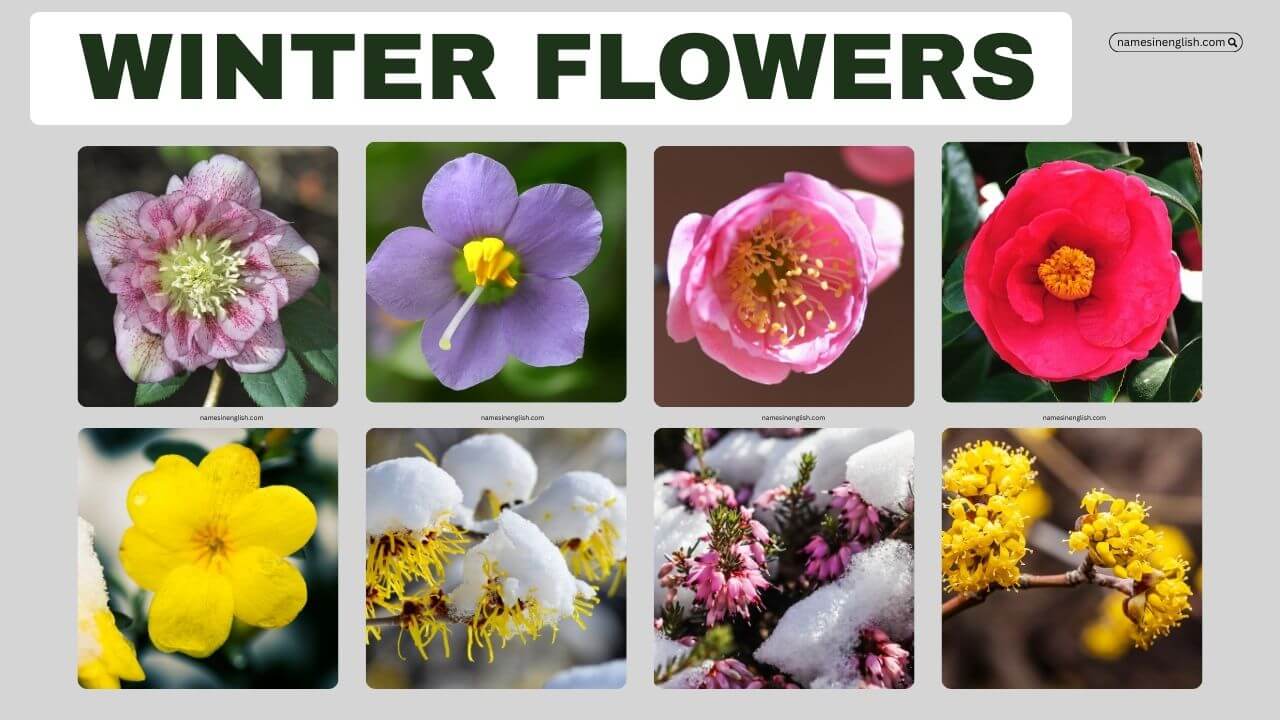 Winter Flower Names