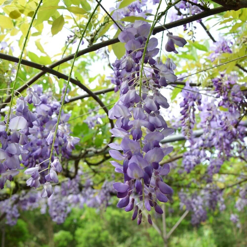 purple Wisteria flowers outdoors
