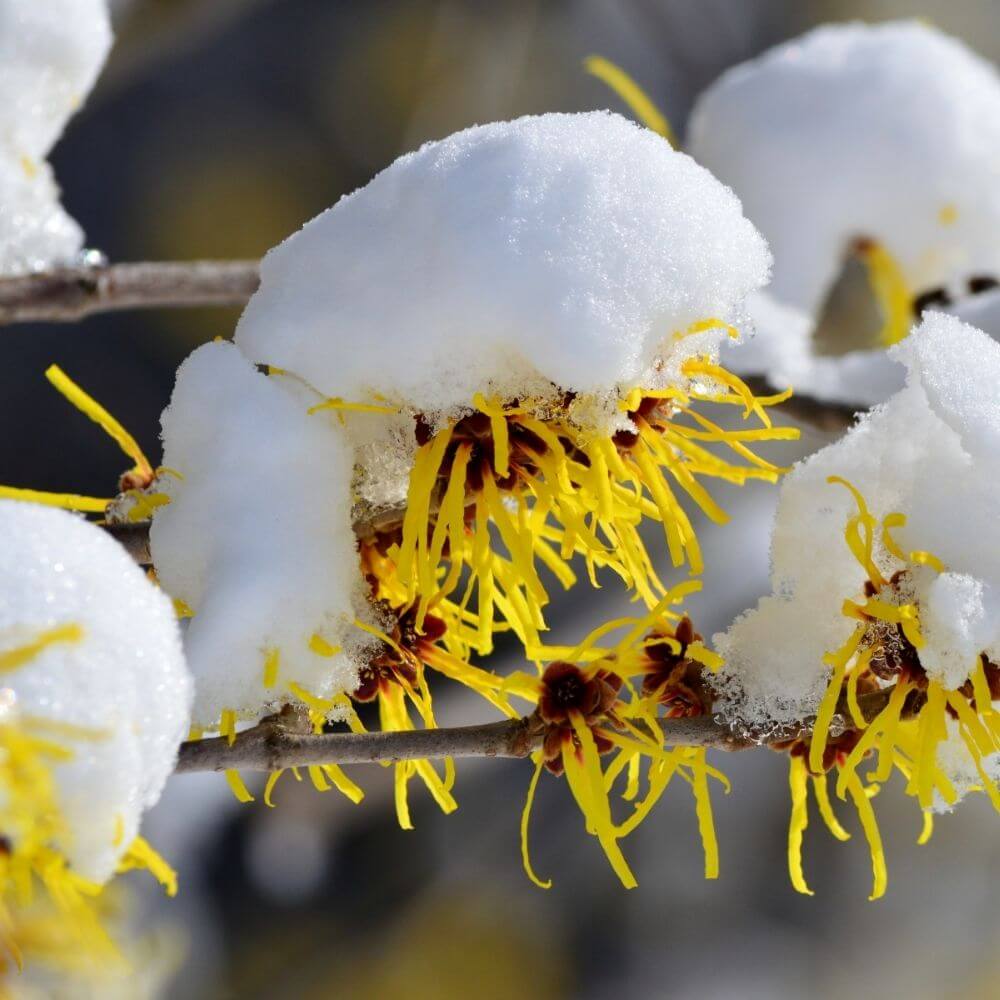 Witch hazel’s thin yellow flowers covered in snow