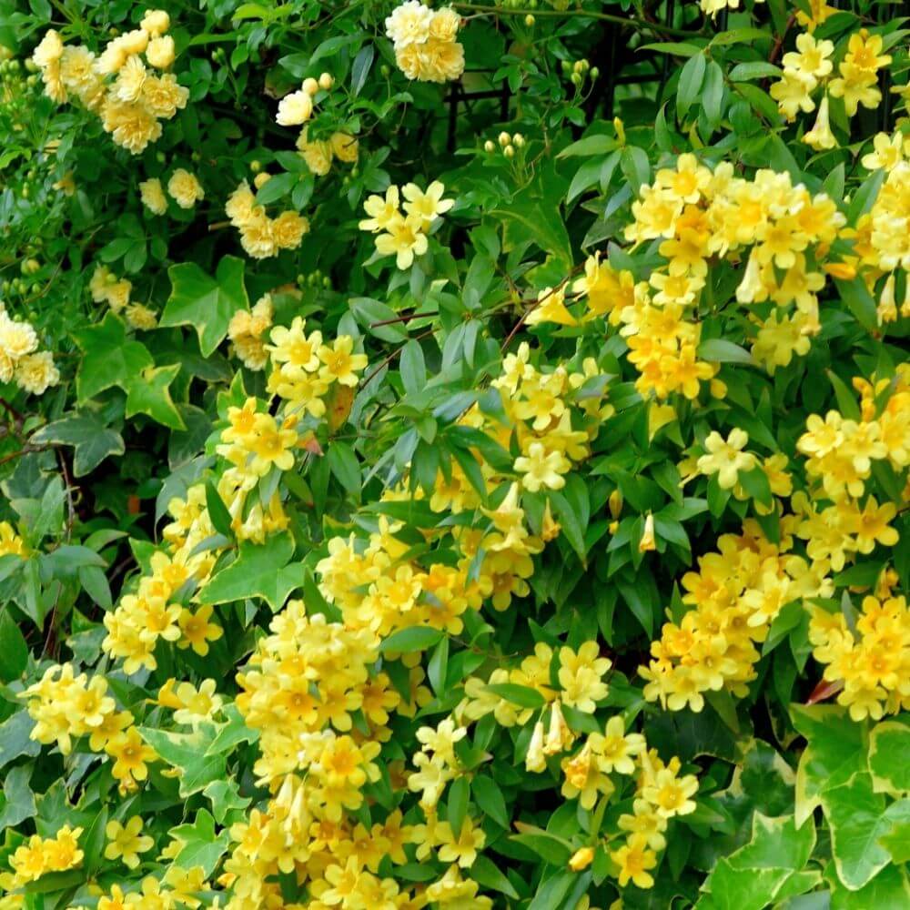 Yellow Jessamine flowers cluster