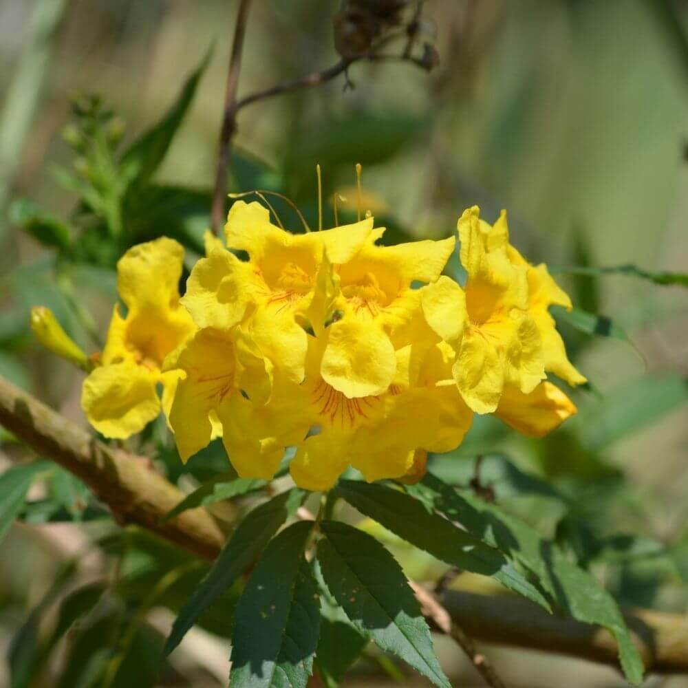 Tropical Yellow Trumpet (Tecoma stans)