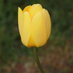 Yellow Tulip Close up