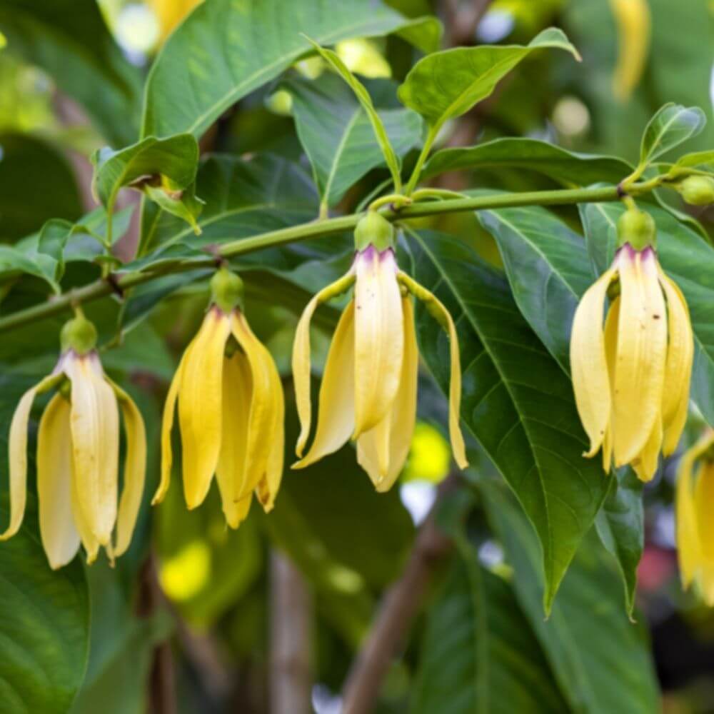 Tropical Ylang-Ylang (Cananga odorata)