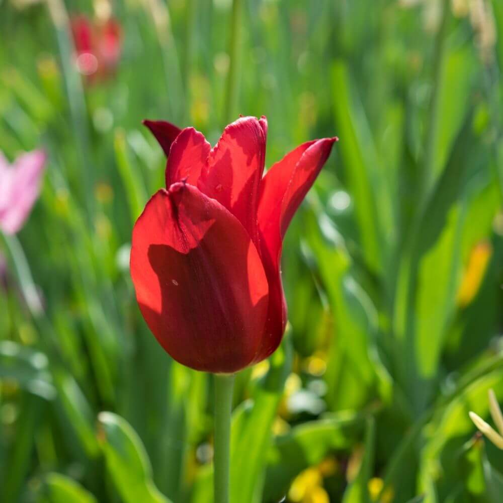 Close-up of a Wild Red Tulip