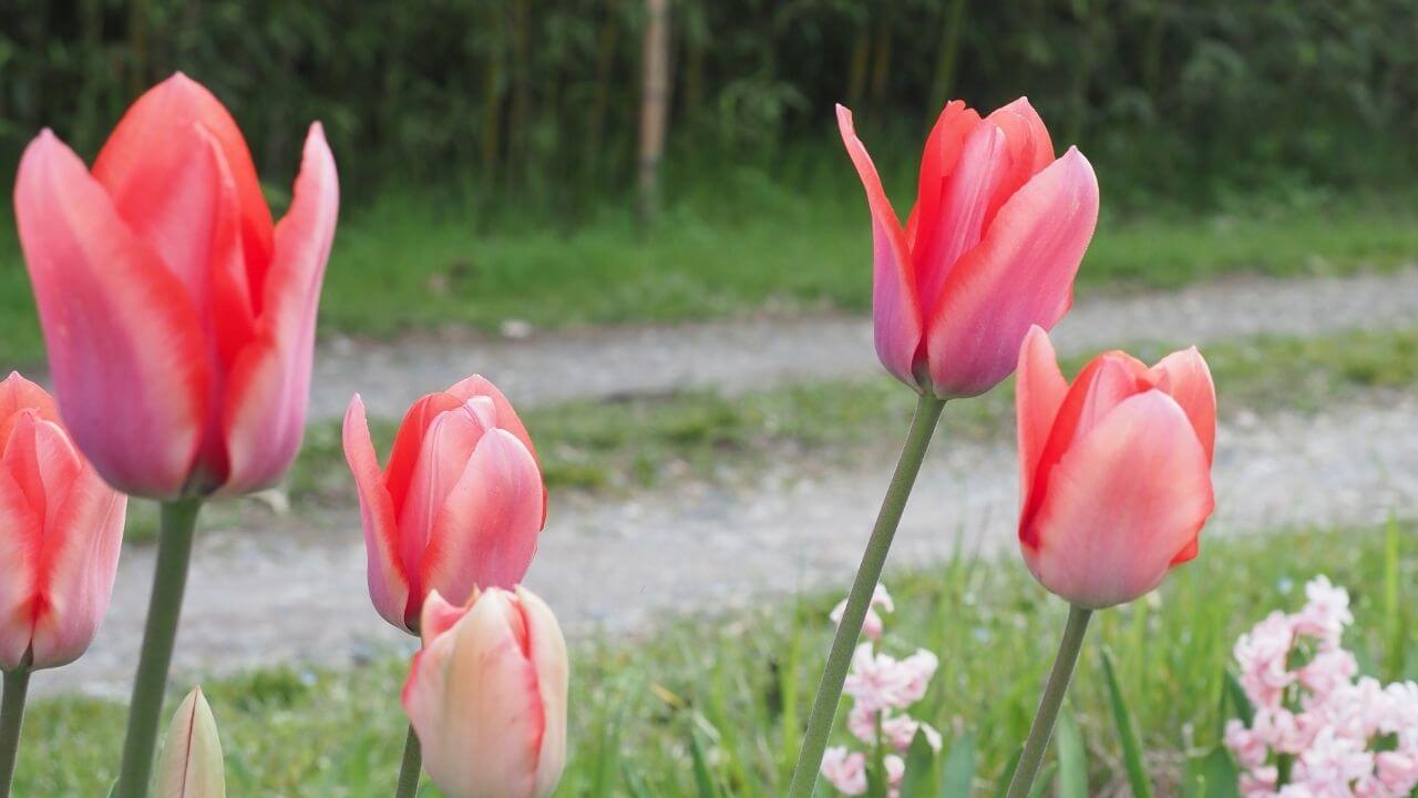 National Flower of Afghanistan-Cluster of Red Tulips