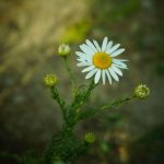 Close-up of Chamomile Flower