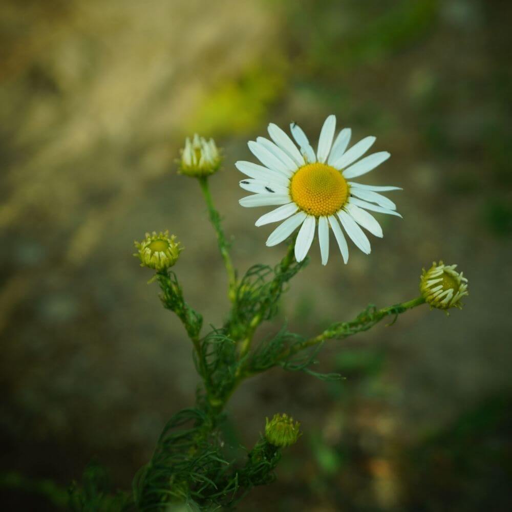Close-up of Chamomile Flower