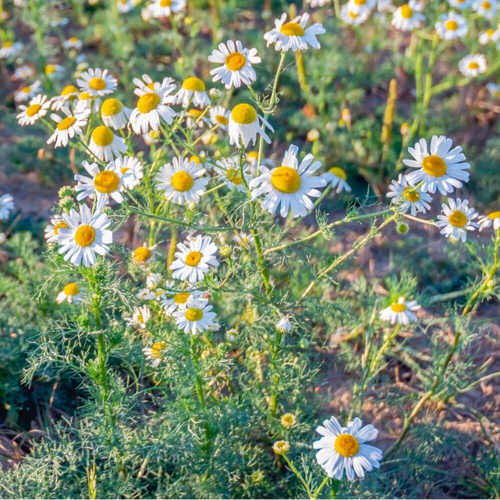 Field of Chamomile Flowers