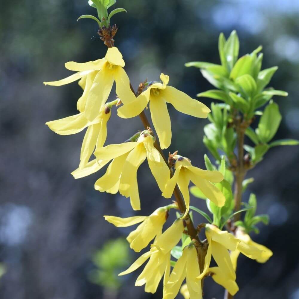 Yellow Forysthia Flower Spikes
