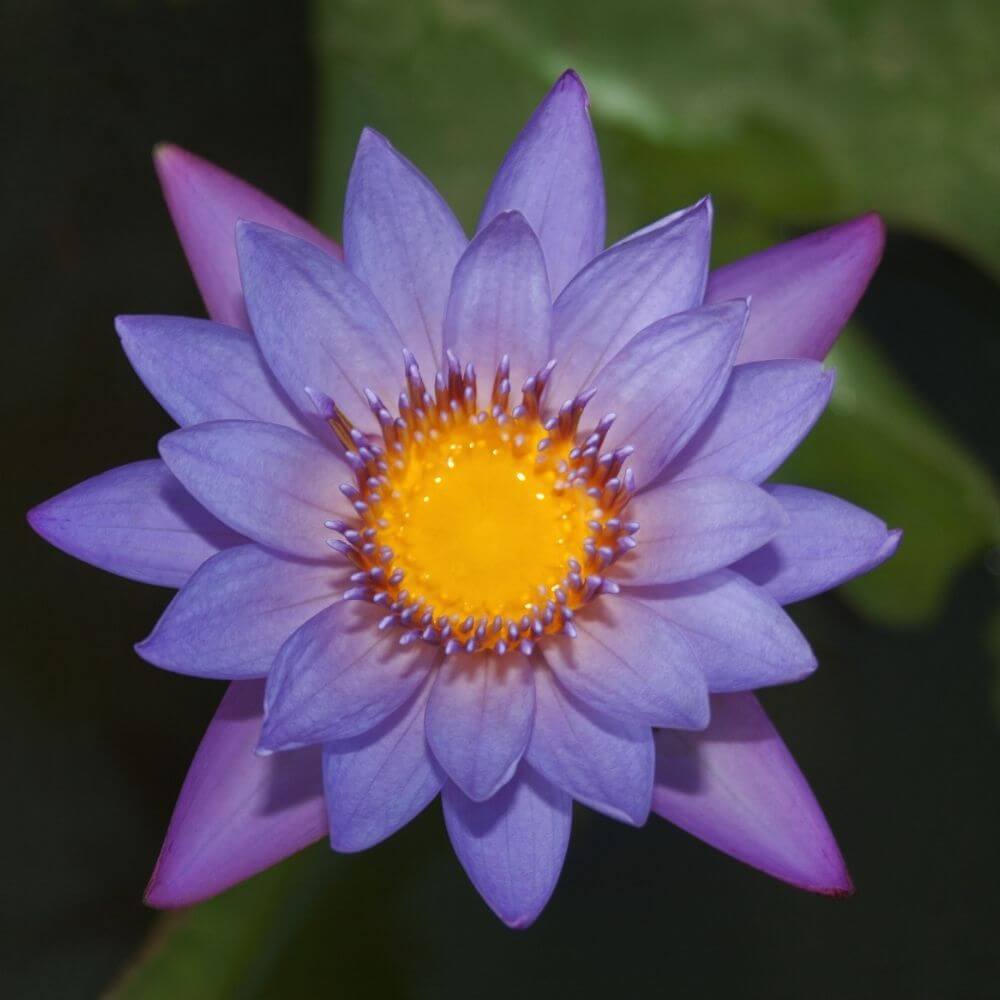 National Flower of Bangladesh