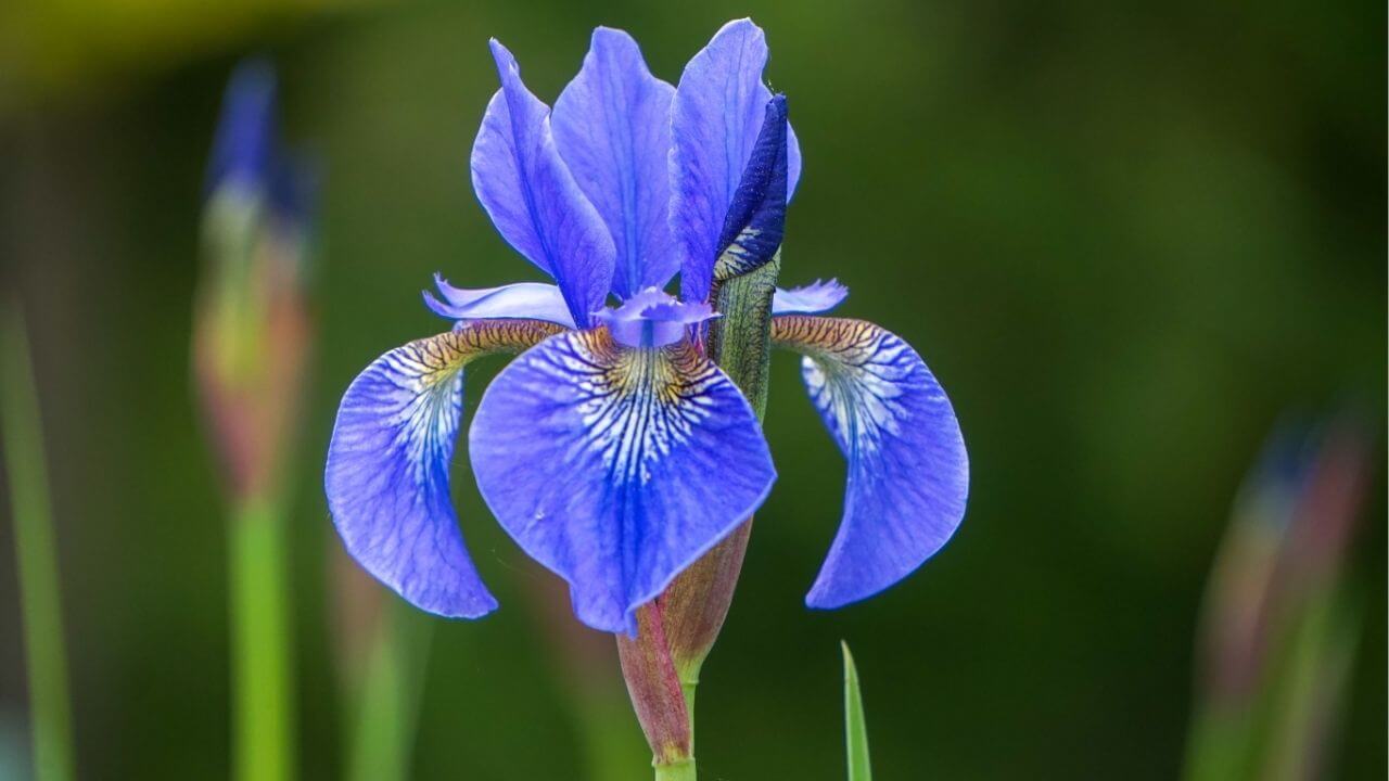 National Flower of France-Iris