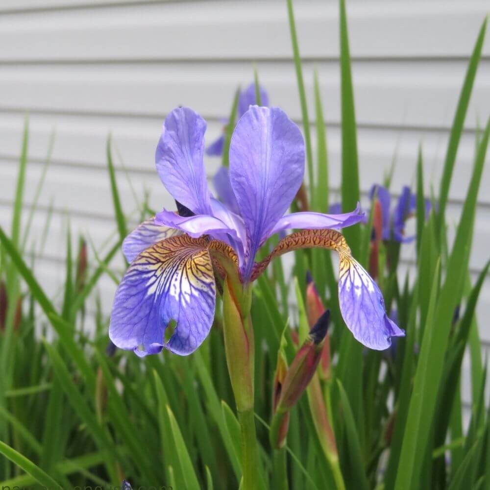 National Flower of France
