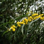 national flower of Australia