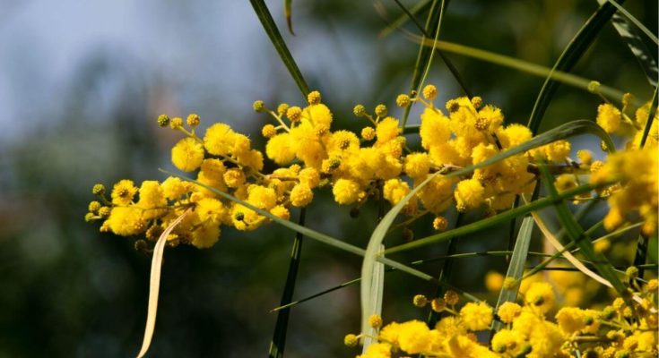 National flower of Australia-Golden-Wattle
