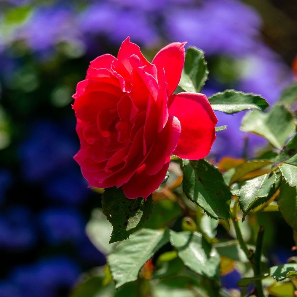National flower of Maldives-Finifenmaa