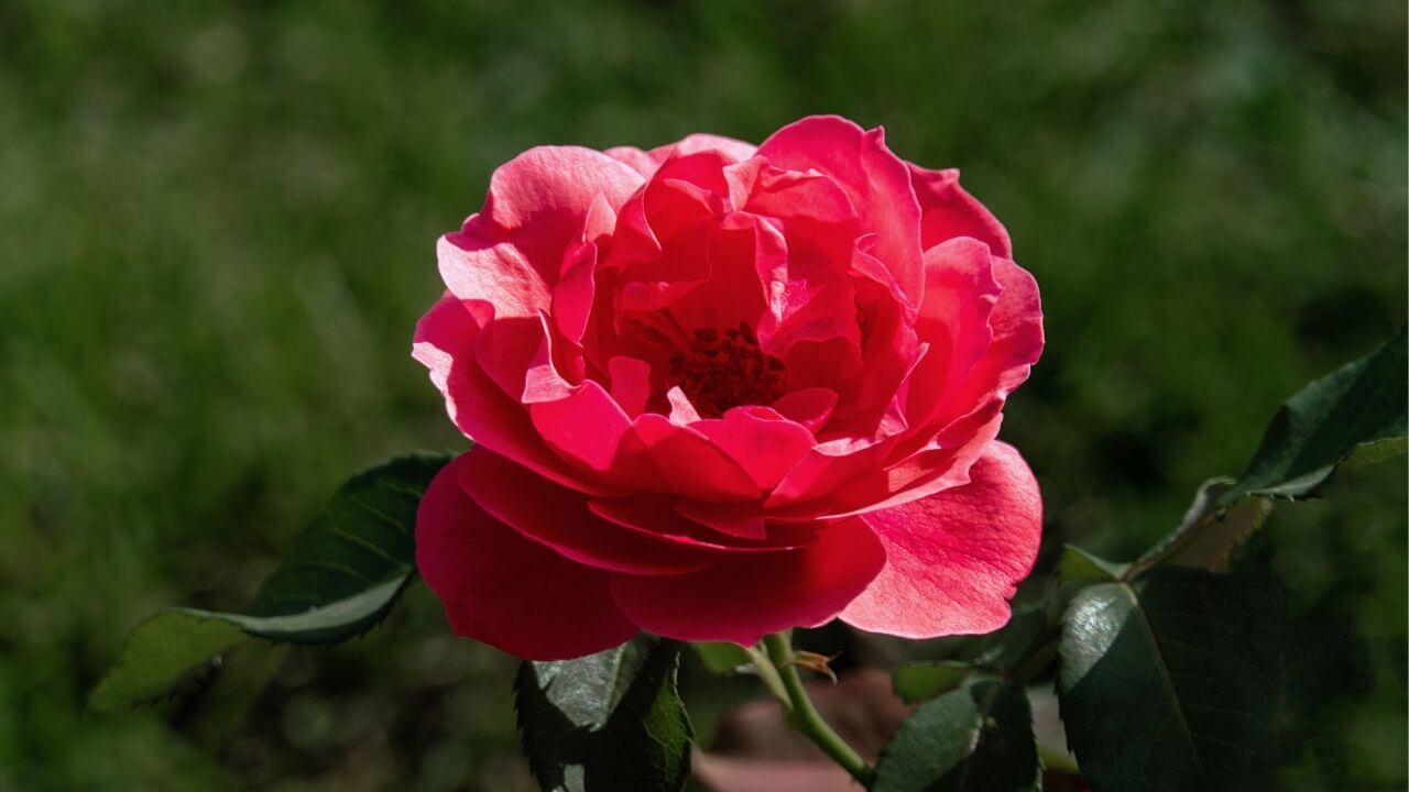 Close-up of National Flower of Maldives-Finifenmaa