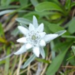 Close-up of national flower of Austria