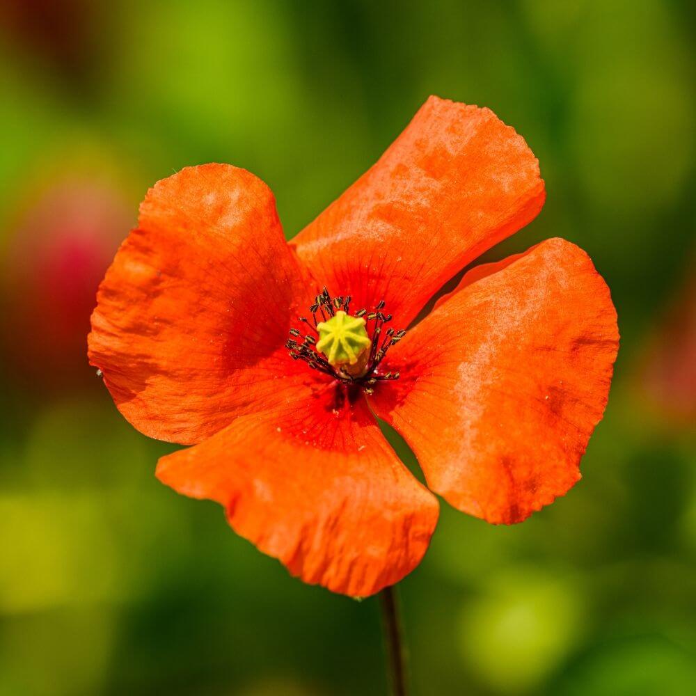 National Flower of Belgium-Red Poppy
