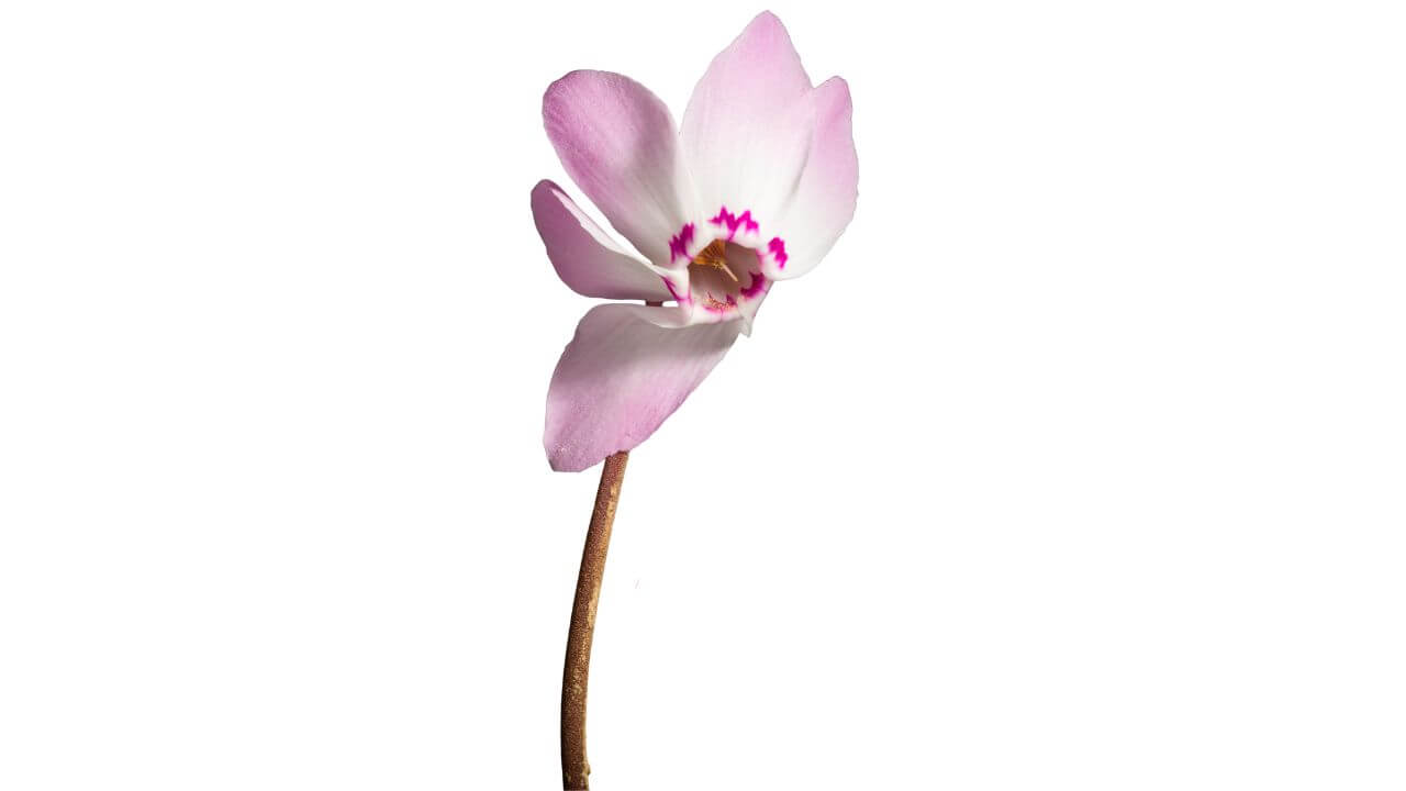 National Flower-of Lebanon