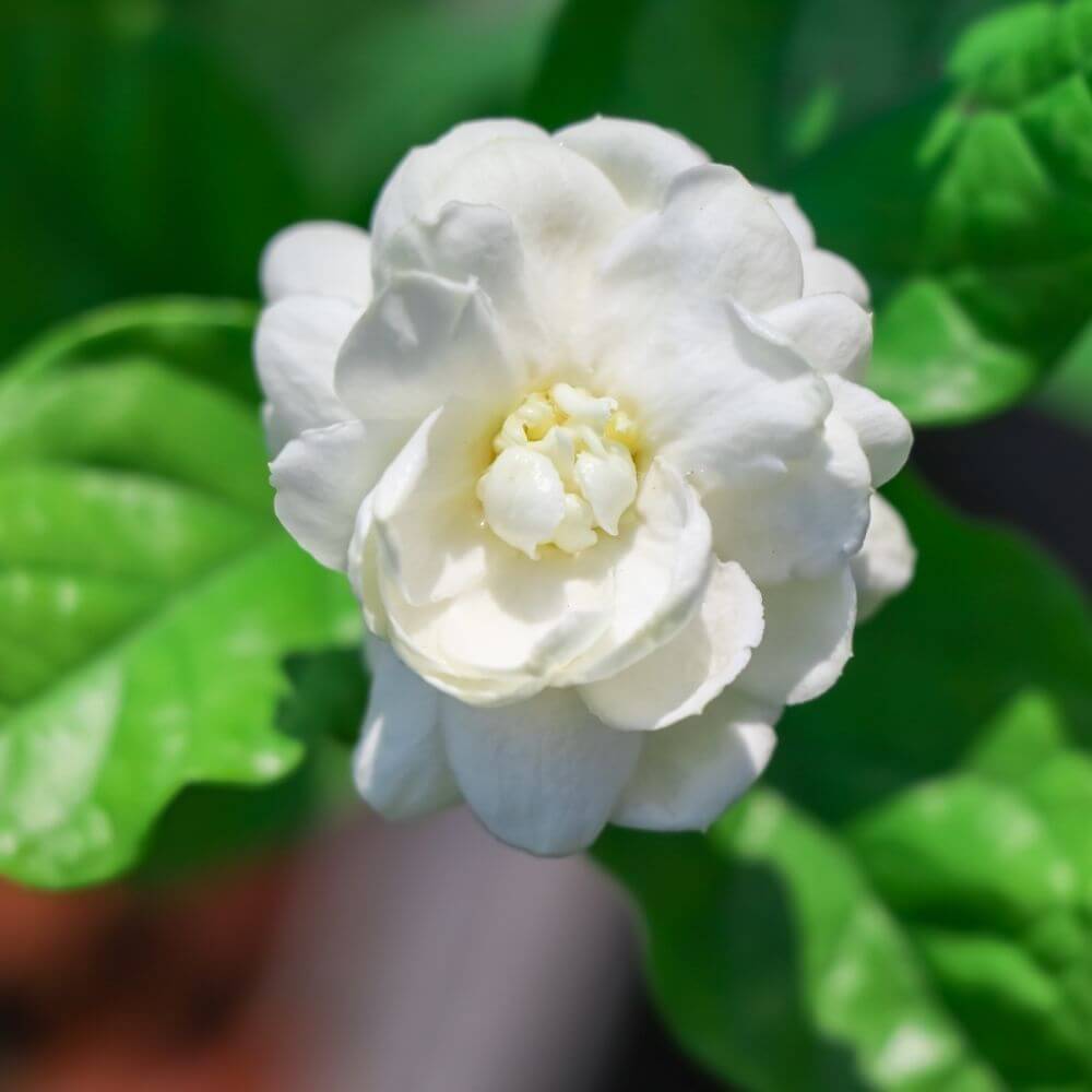 National Flower of Philippines-Sampaguita Flower
