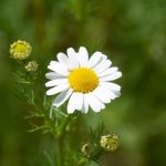 Chamomile Close-up-National Flower of Russia