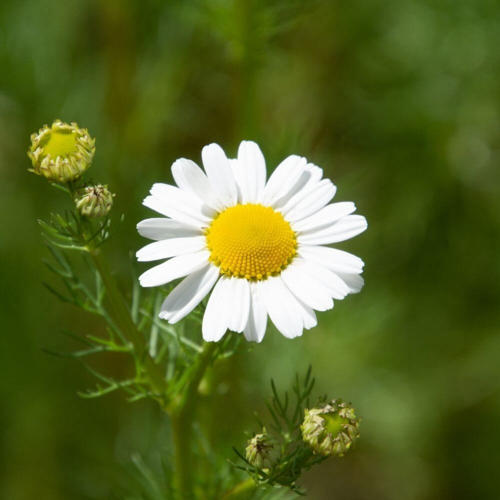 Chamomile Close-up-National Flower of Russia