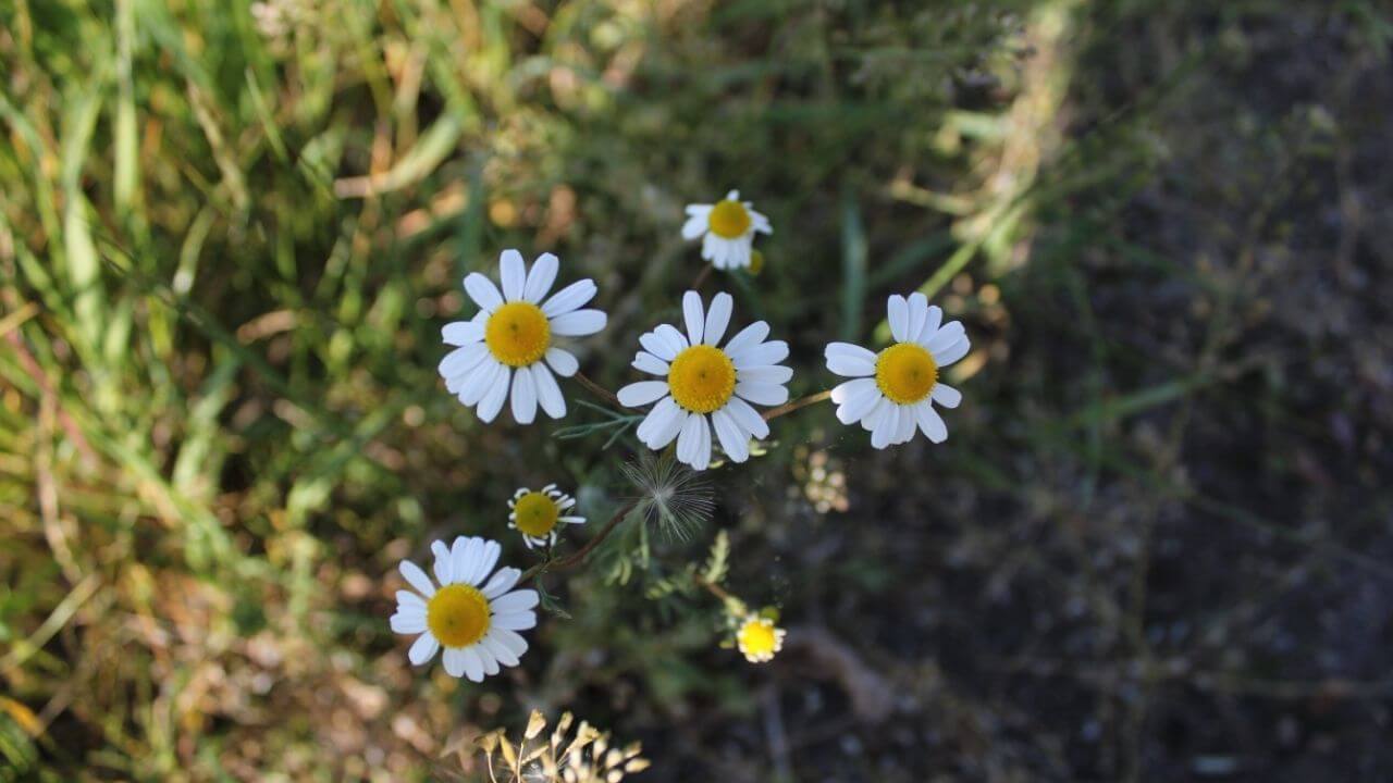National Flower of Russia